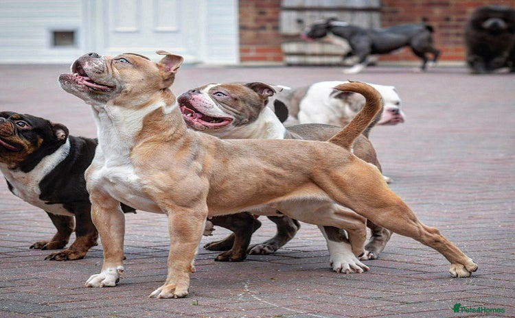 Old Tyme Bulldog dogs - Advert 1
