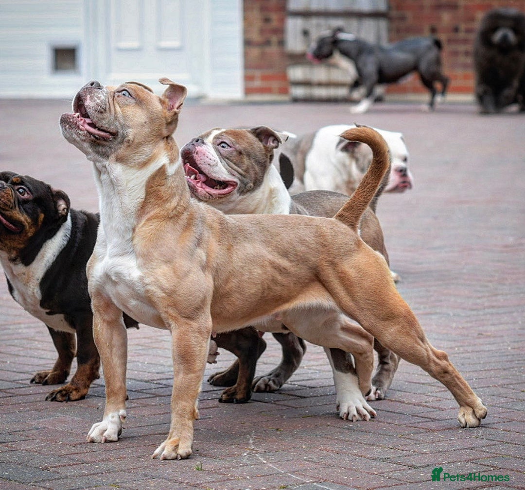 Old Tyme Bulldog dogs for sale: 5⭐️STAR RATED LICENSED🛑🛑READY TO LEAVE NOW, - Image 1