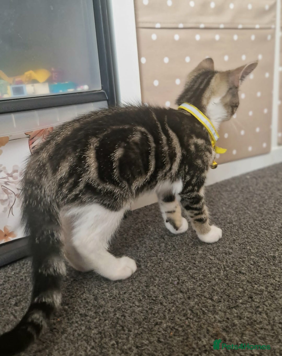 Mixed Breed cats for sale: Adorable kittens in London(SE18)😻💓😻 - Image 10