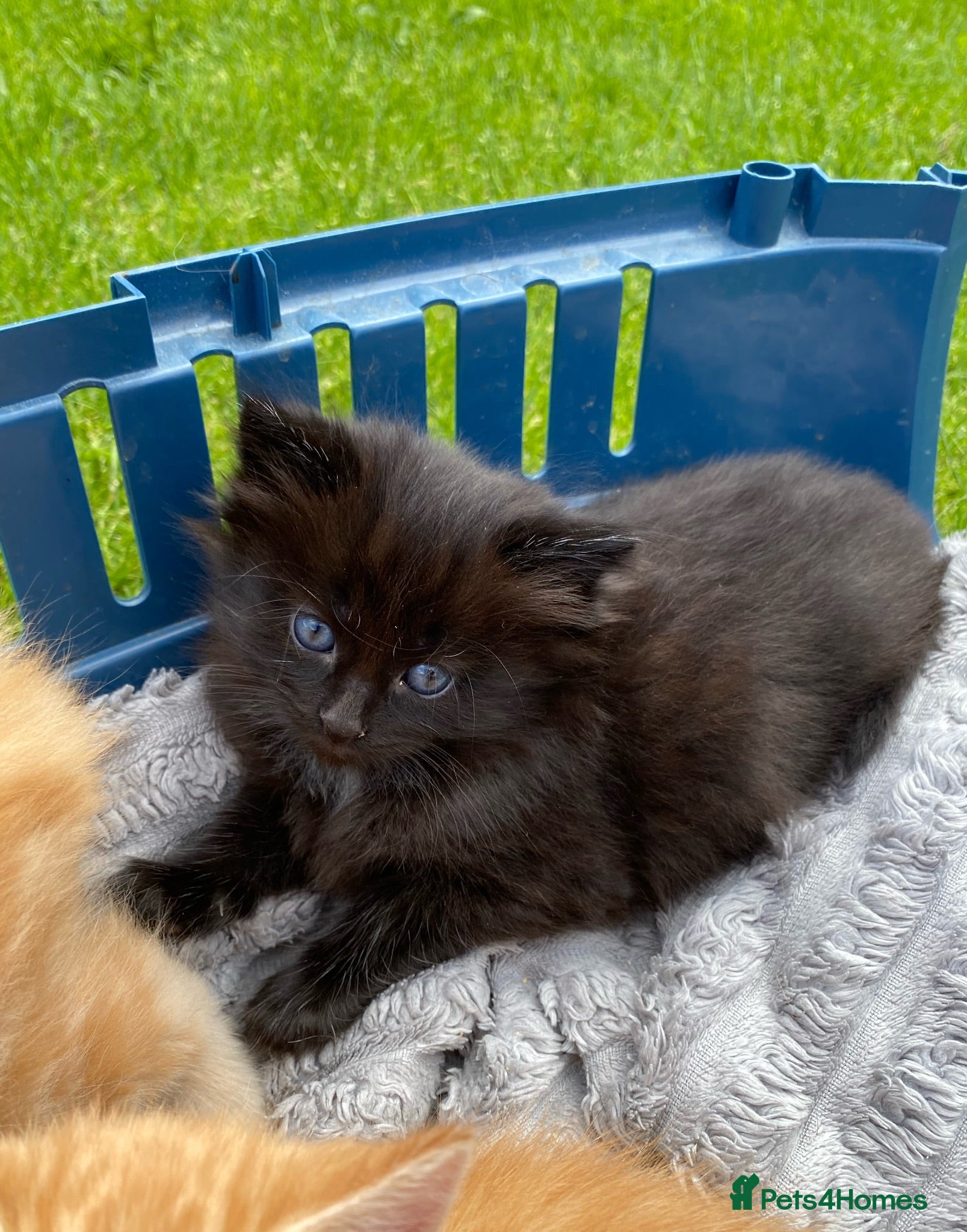 Maine Coon cats 2 female mainecoon mix kittens  - Advert 20