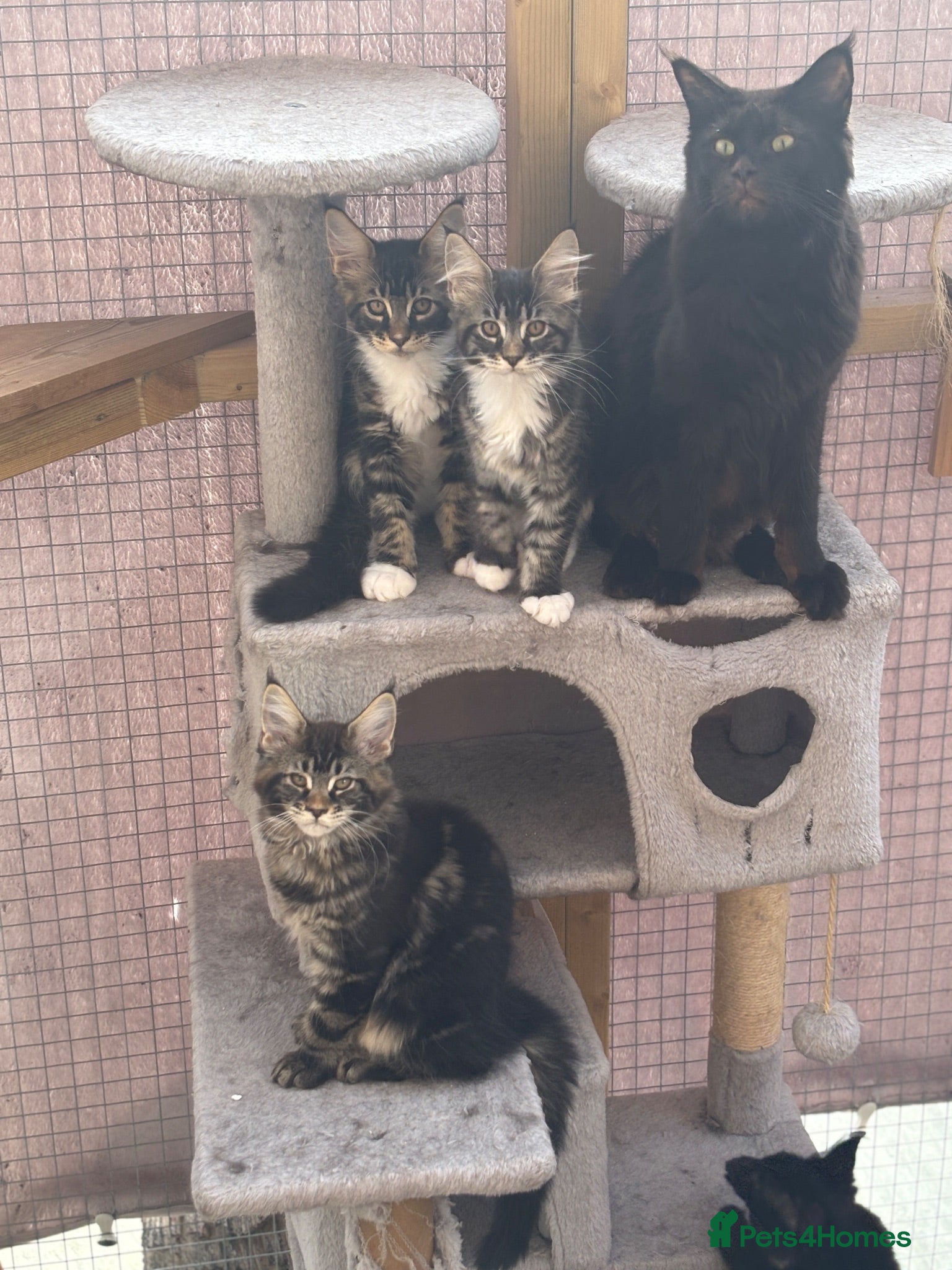 Maine Coon cats 🐾PUREBRED🐾 Registered Mainecoon Kittens - Advert 17