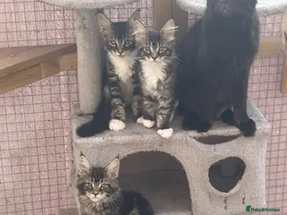 Maine Coon cats 🐾PUREBRED🐾 Registered Mainecoon Kittens - Advert 17