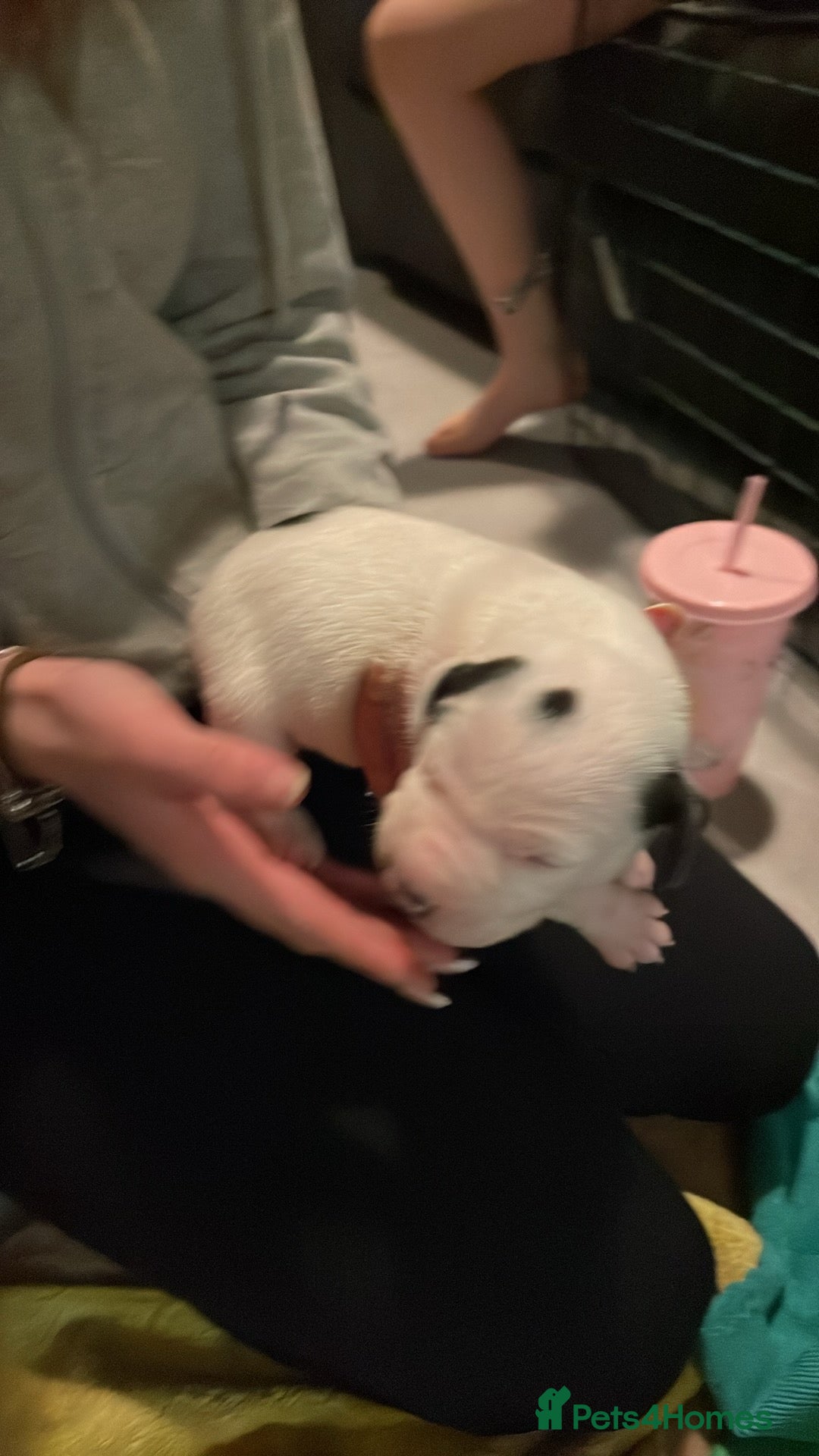 Mixed Breed dogs for sale: Staffy Cross puppies in Wisbech - Advert 6