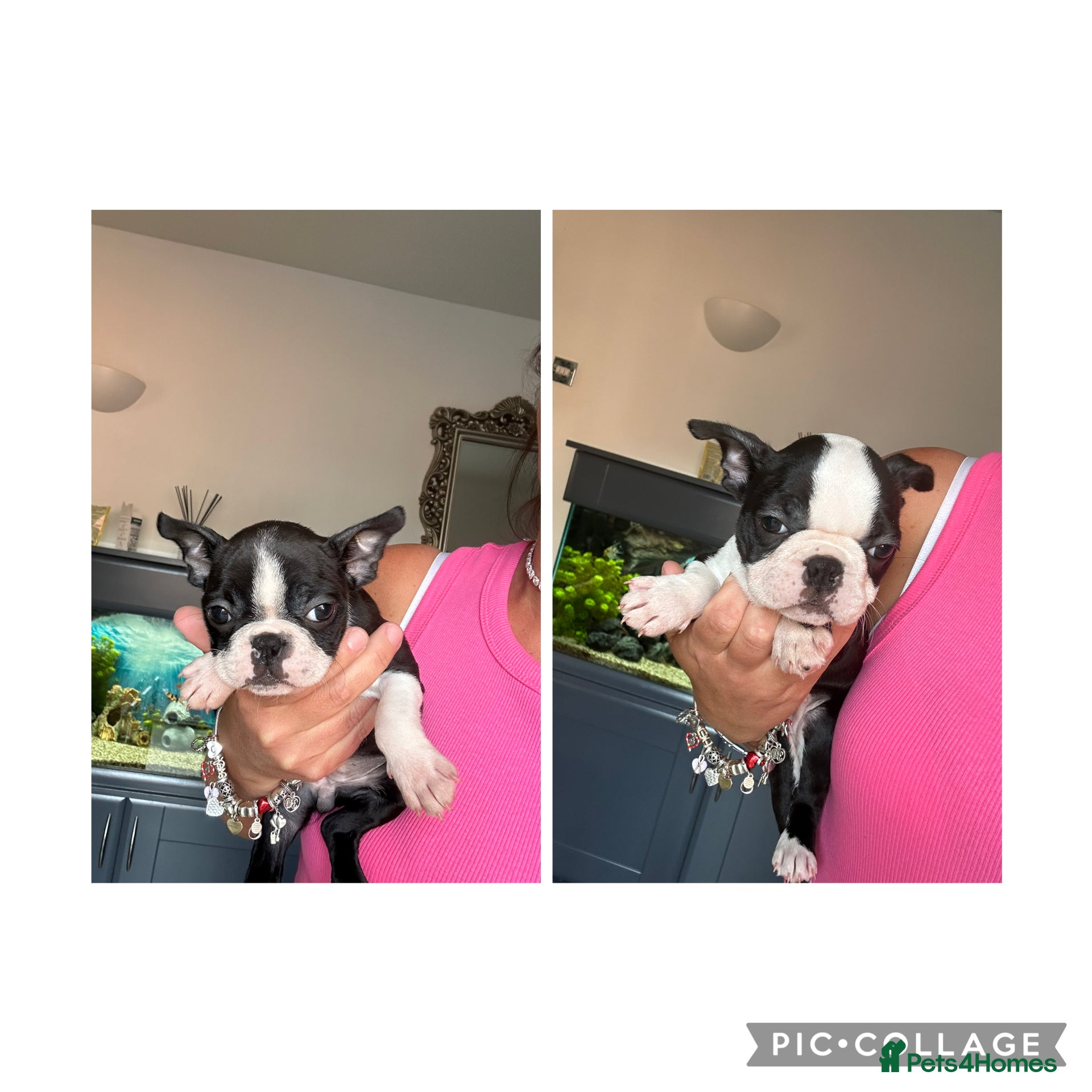 Boston Terrier dogs Ready now. 2 girls left Kc reg full collar Bostons - Advert 11