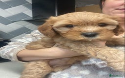 Mixed Breed dogs for sale: Beautiful female available ready to leave 1st nov - Image 28