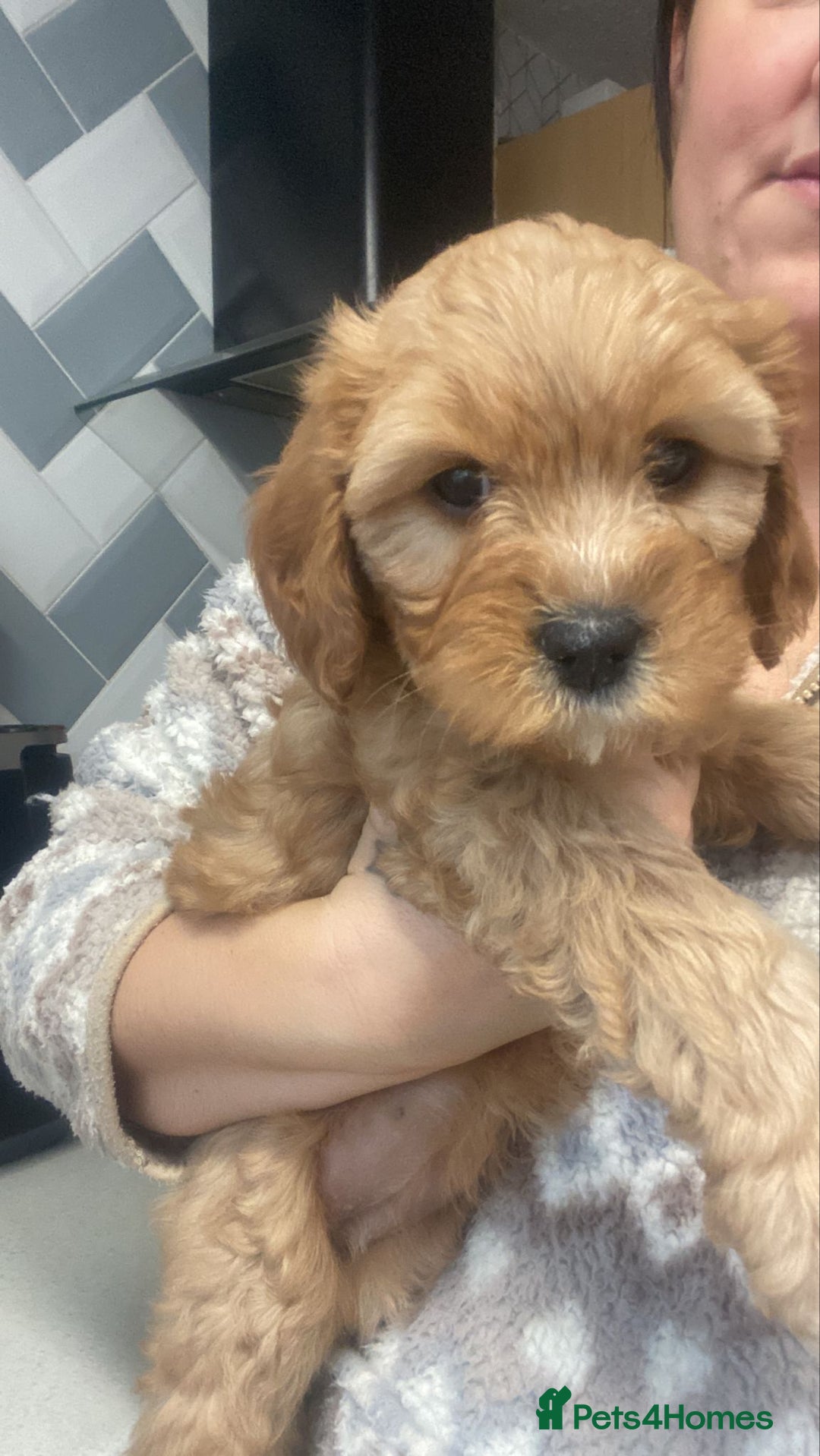 Mixed Breed dogs for sale: Beautiful female available ready to leave 1st nov - Image 28