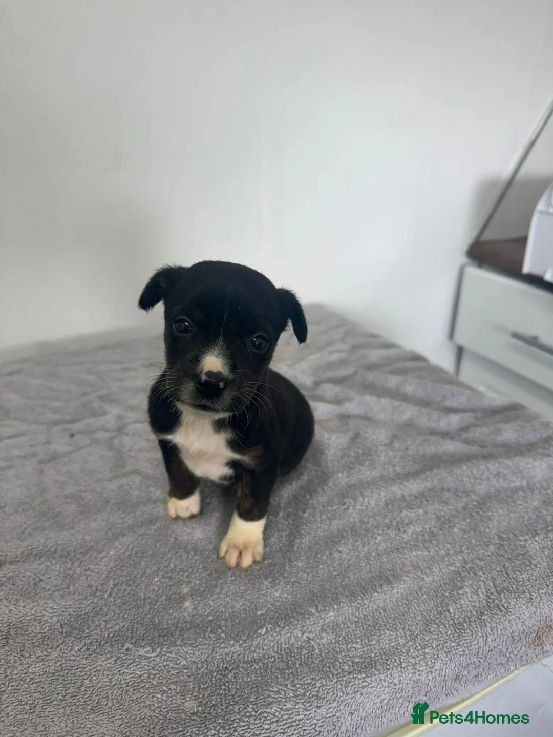 Mixed Breed dogs for sale: Shih Tzu x Jack Russell  in Ayr - Advert 1