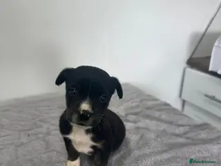 Mixed Breed dogs Shih Tzu x Jack Russell - Advert 1