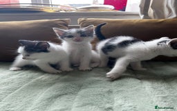 Mixed Breed cats for sale: Mixed breed longer haired  - Image 6