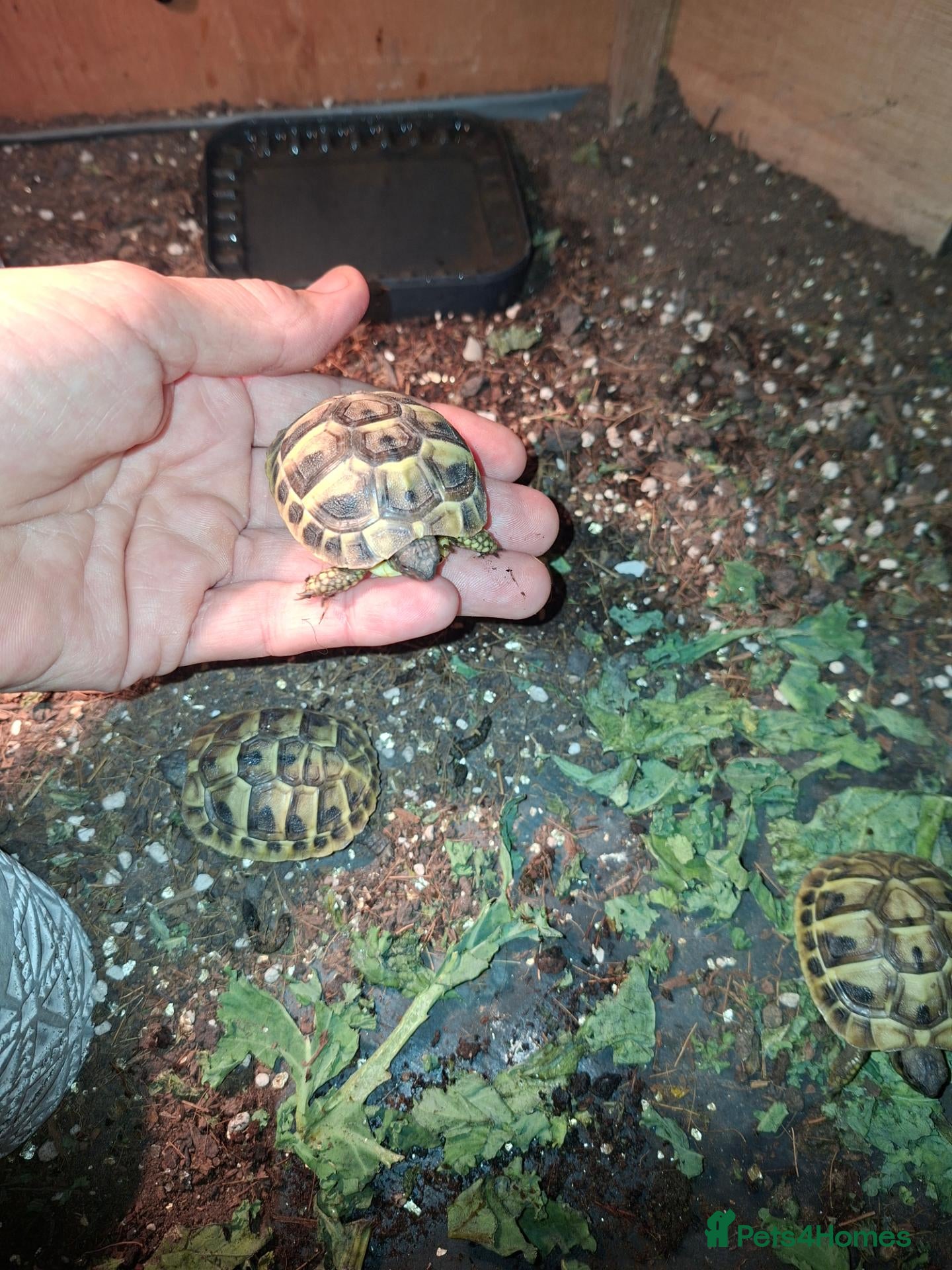 Hermann Tortoise reptiles Herman tortoises  - Advert 5