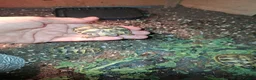 Hermann Tortoise reptiles for sale: Herman tortoises  in Canvey Island - Advert 1