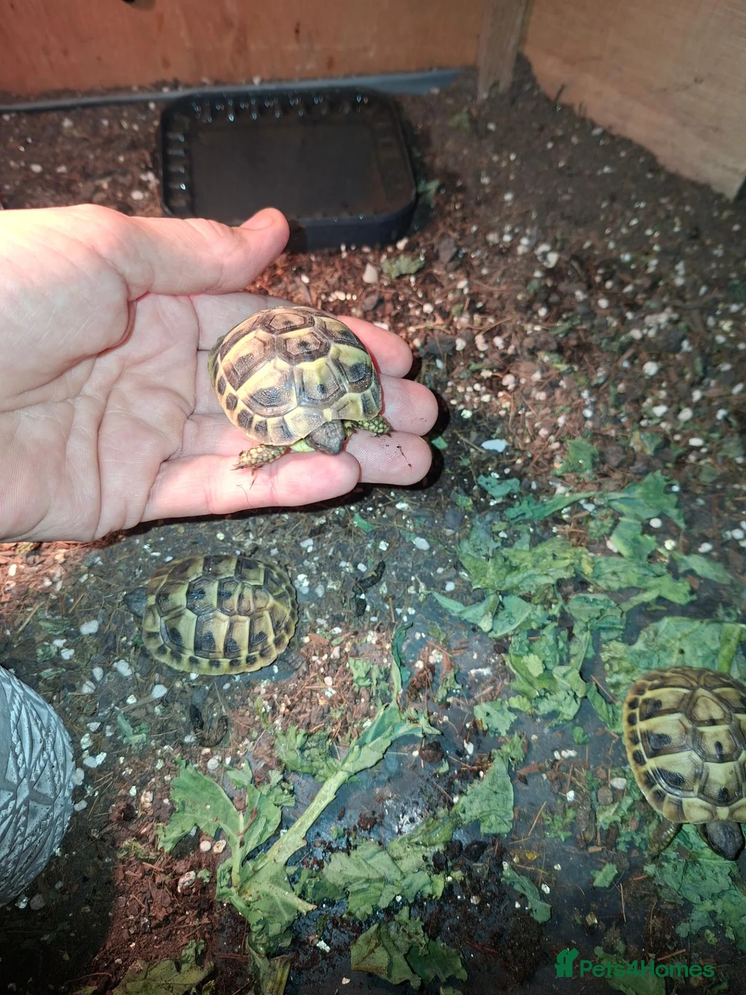 Hermann Tortoise reptiles for sale: Herman tortoises  in Canvey Island - Advert 1