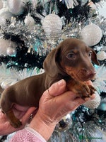 Miniature Dachshund dogs Kc reg mini dachshunds panel tested clear - Advert 3