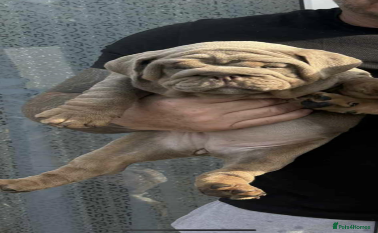 English Bulldog dogs - Advert 7