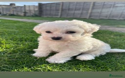 Bichon Frise dogs for sale: Beautiful Bichon frise puppies  in West Drayton - Image 1