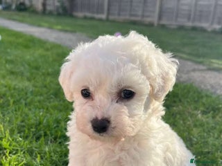 Bichon Frise dogs in West Drayton - Advert 13
