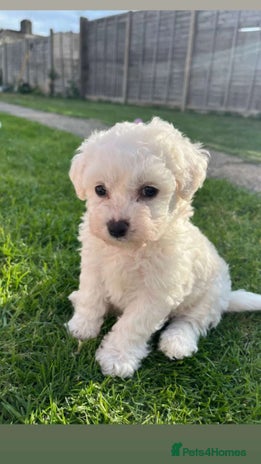 Bichon Frise dogs in West Drayton - Advert 15