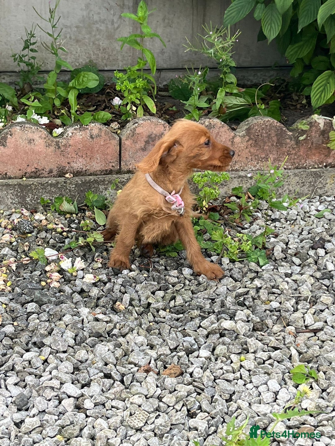 Labradoodle dogs for sale: Labradoodle  - Image 25