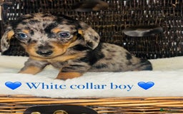 Miniature Dachshund dogs for sale: Stunning miniature daschund puppies  - Image 7