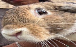 French Lop rabbits for sale: Mini lops male - Image 3