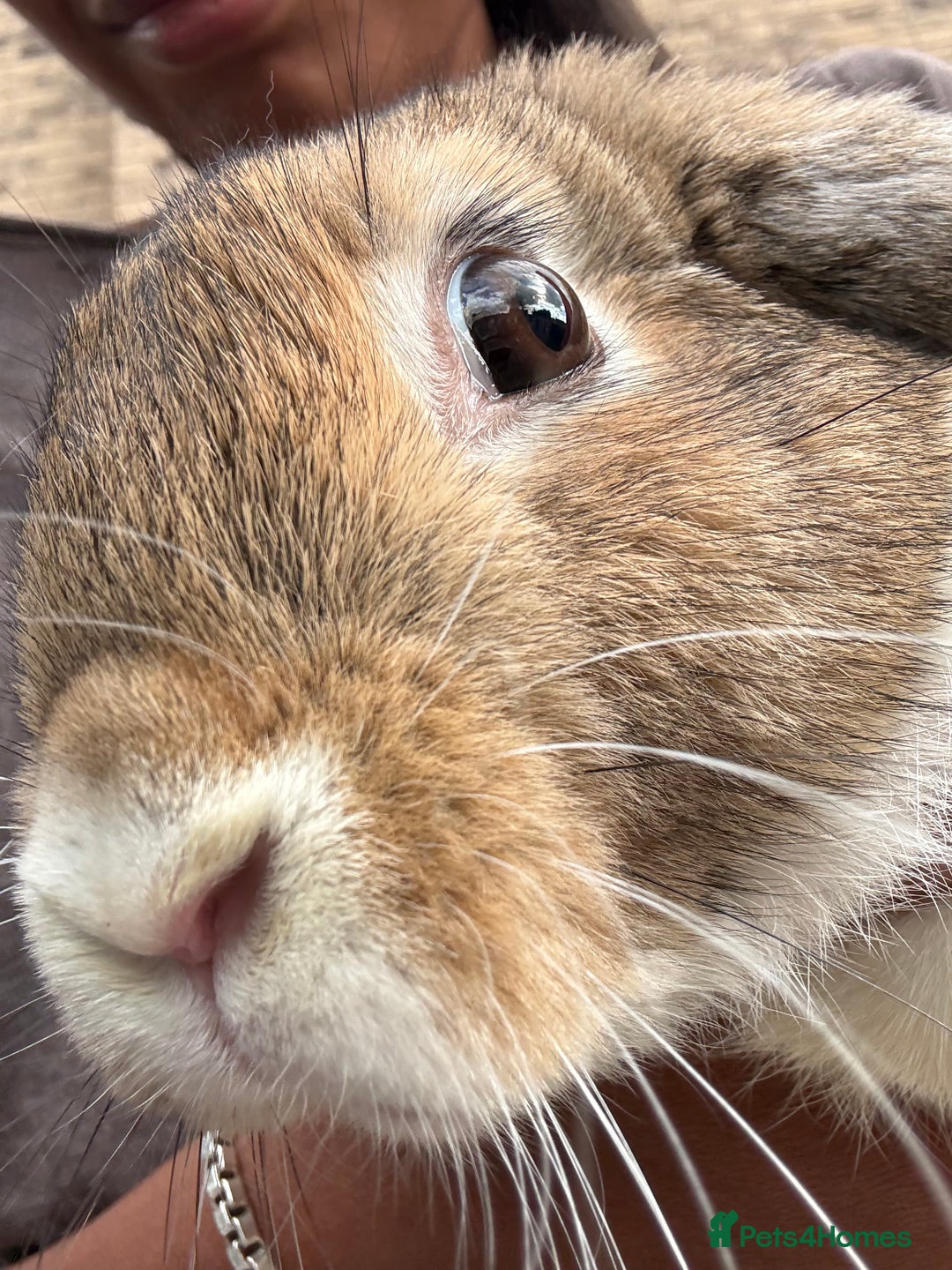 French Lop rabbits for sale: Mini lops male - Image 3