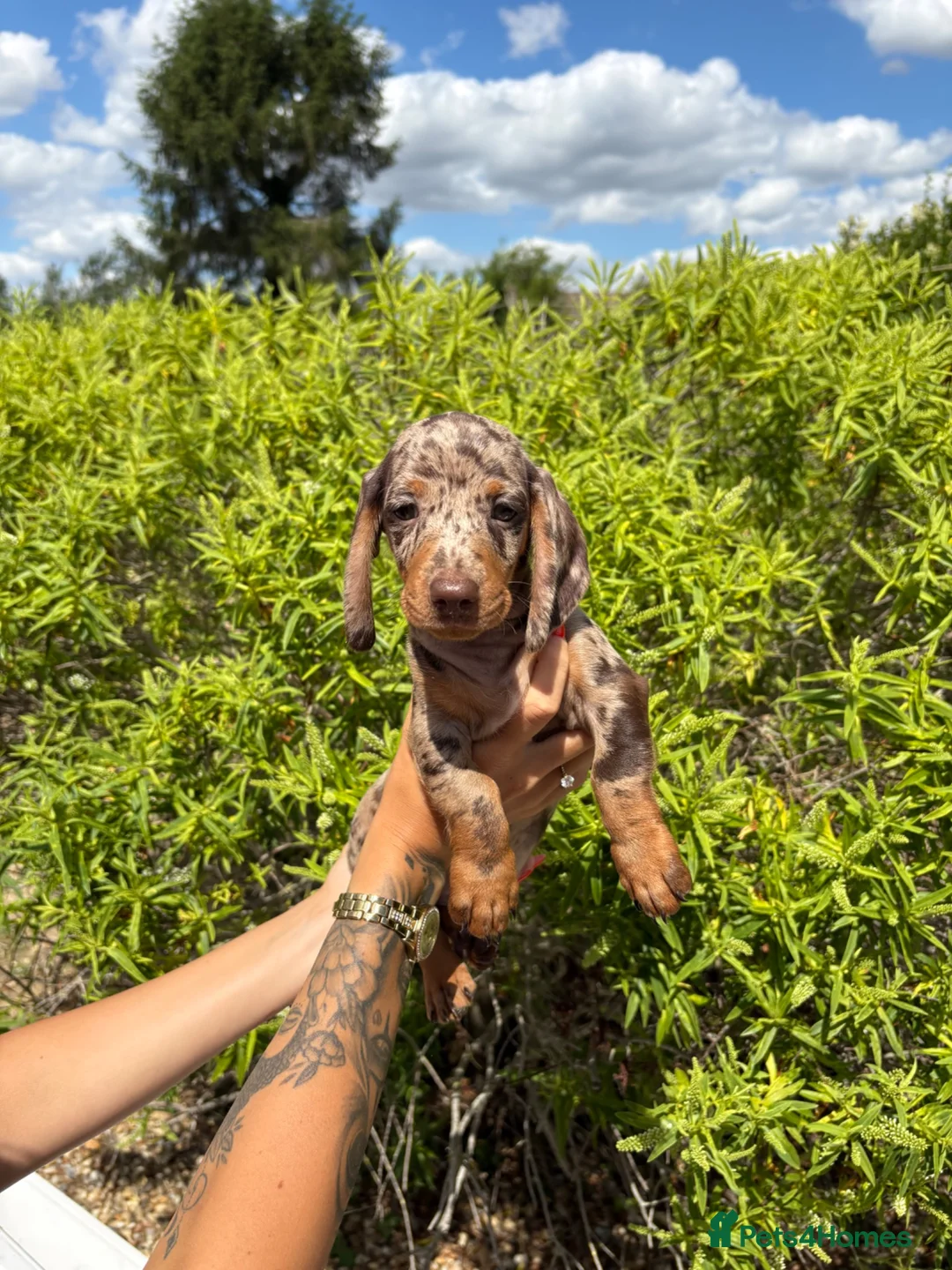 Miniature Dachshund dogs for sale: Beautiful Miniature daschunds  - Advert 9