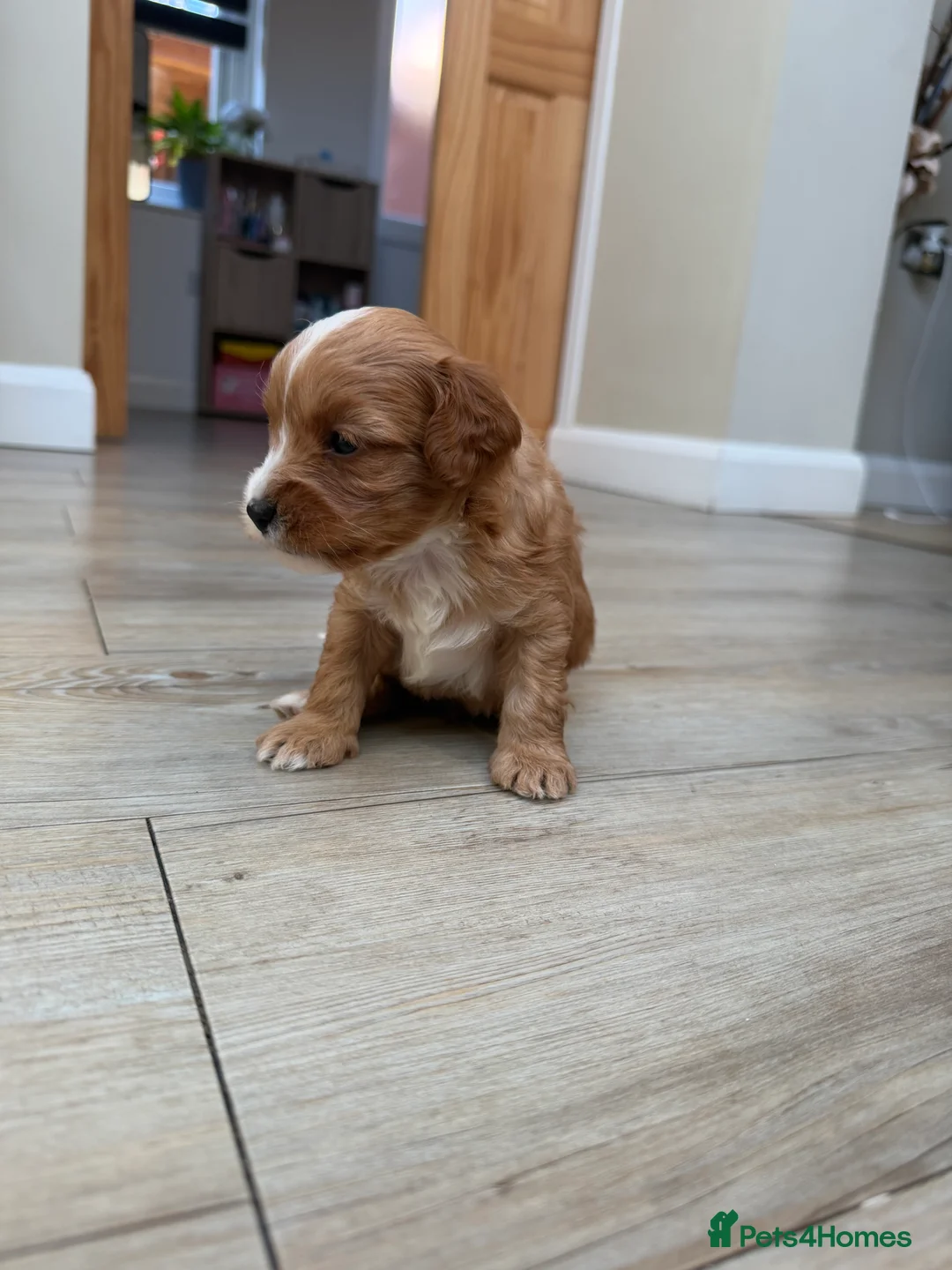 Cavapoo dogs for sale: Cavapoo puppies  - Advert 15