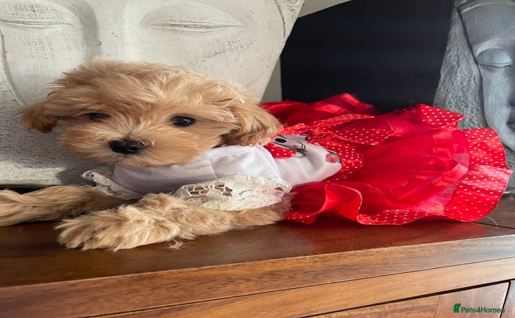 Maltipoo dogs - Advert 14