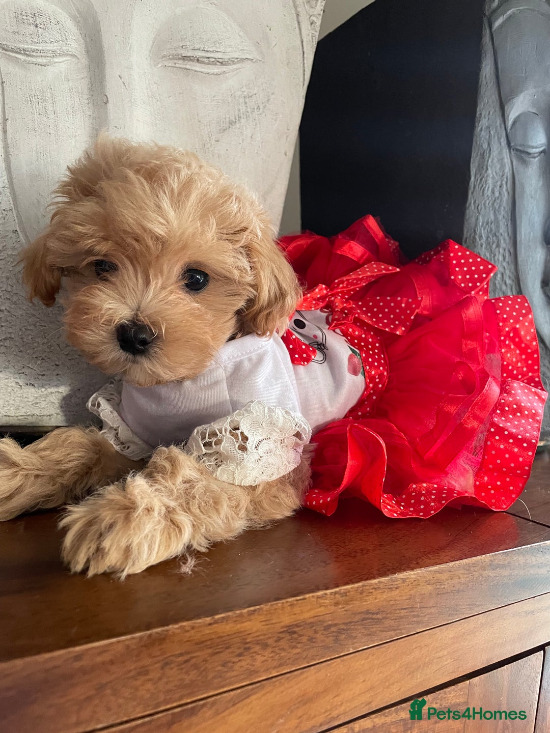 Maltipoo dogs for sale: 🌟Only One Girl Available 🐶 - Image 1