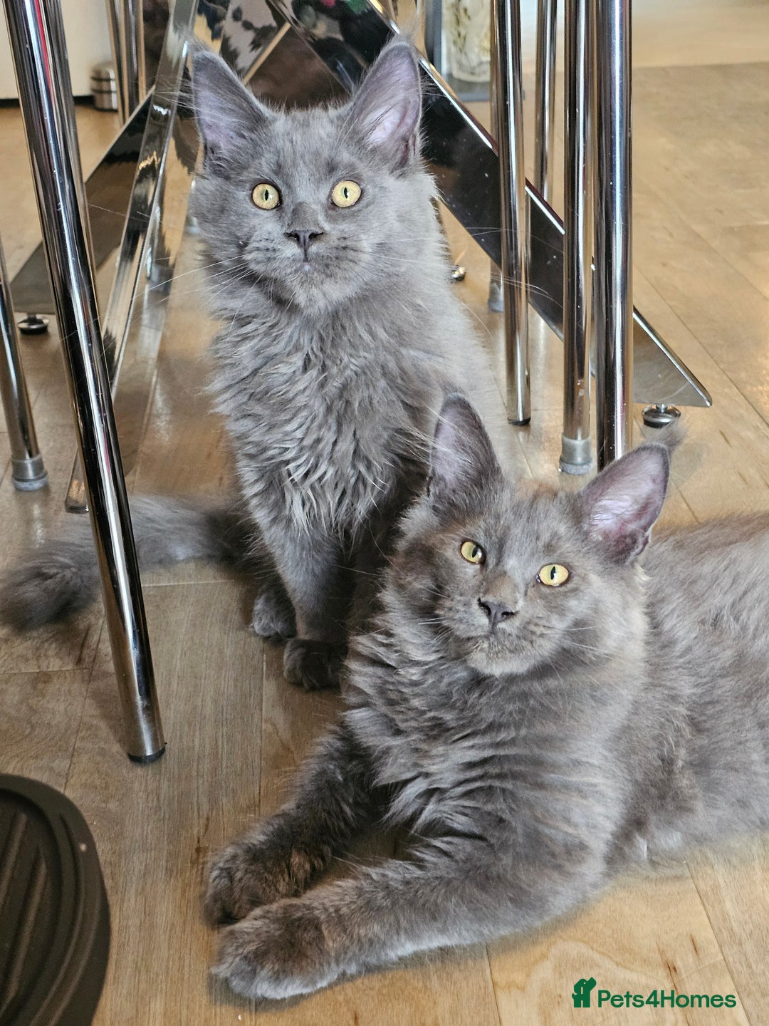 Maine Coon cats for sale: 🔥*Stunning Litter of 8💎Solid Blue Maine Coon*🔥  - Image 9