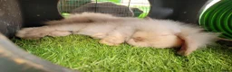 Mini Lion Lop rabbits for sale: Adorable Mini Lion Lops - READY JULY 1ST - Advert 12