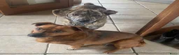 Mixed Breed dogs for adoption: Loving forever home needed for Indie - Advert 5