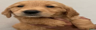Golden Retriever 5