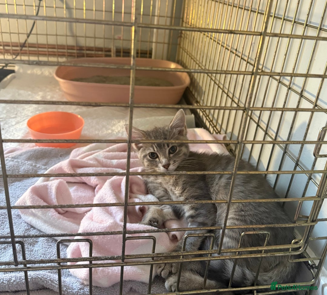 Mixed Breed cats for sale: Elsa and Arlo - Image 8