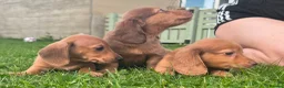 Miniature Dachshund dogs for sale: Red long hair miniature daschund puppies - Advert 8