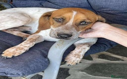 Mixed Breed dogs for adoption: Terry needs a loving home  - Image 1