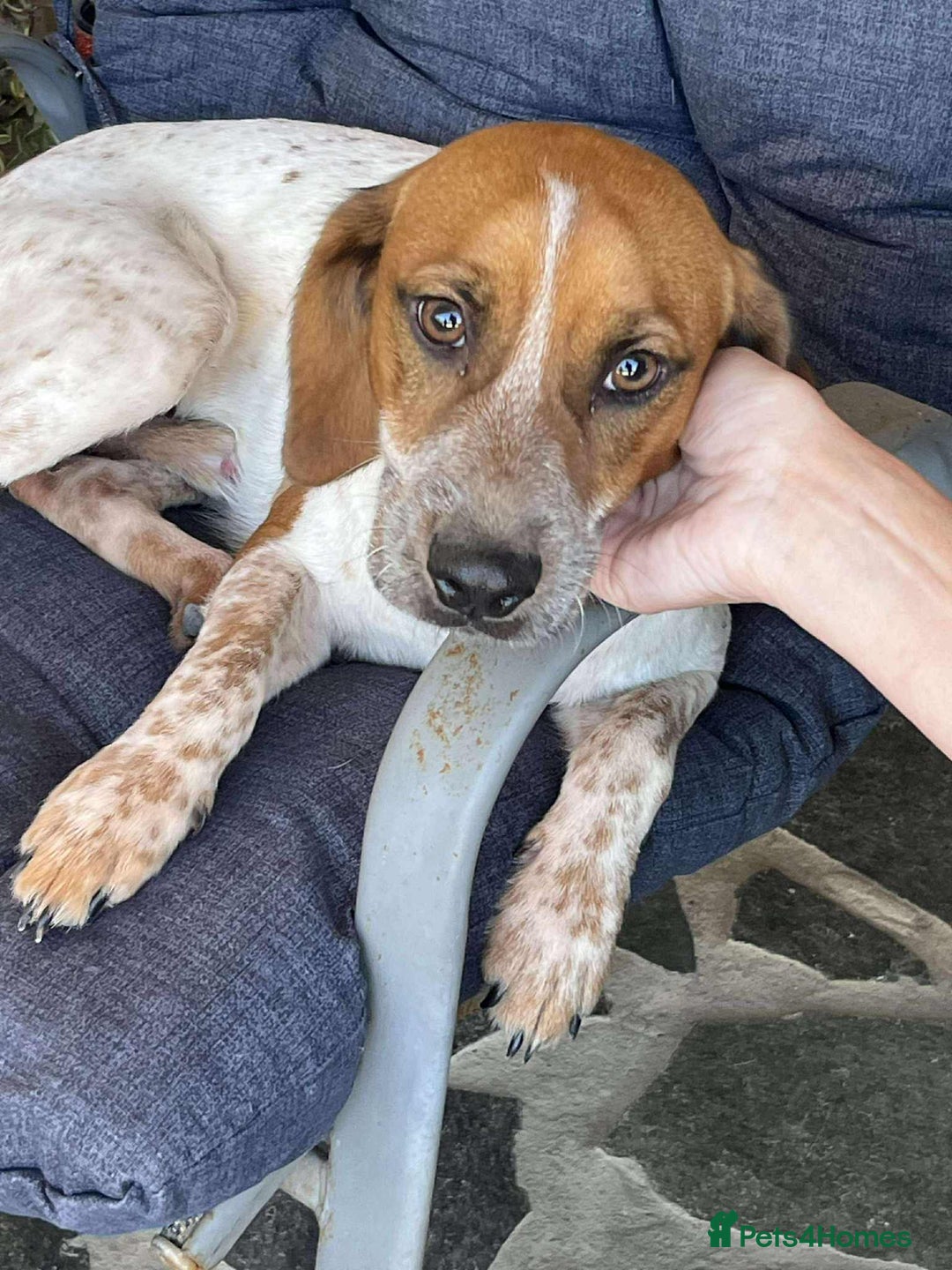 Mixed Breed dogs for adoption: Terry needs a loving home  - Image 1