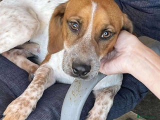 Mixed Breed dogs - Advert 4