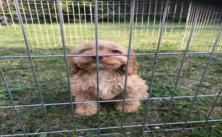 Cockapoo dogs - Advert 1