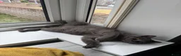 British Shorthair cats for stud: Hugo boy for STUD - Advert 3