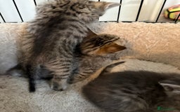 Savannah cats for sale: Beautiful little leopard Savannah  - Advert 7