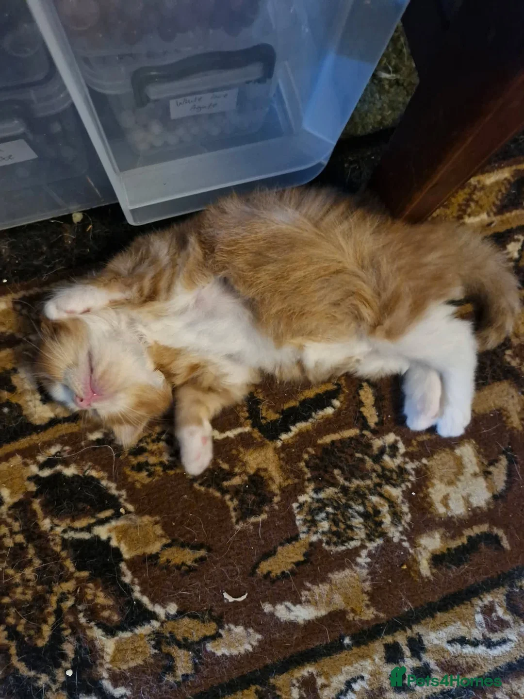 Mixed Breed cats for sale: Maine coon cross - Advert 2