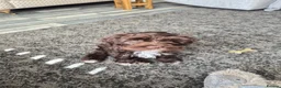 Cavapoo dogs for sale: Small chocolate cavapoo female puppy - Advert 7