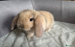 Mini Lop rabbits for sale: Mini Lops - Image 2