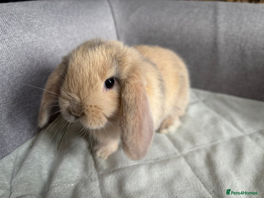 Mini Lop rabbits for sale: Mini Lops - Image 2
