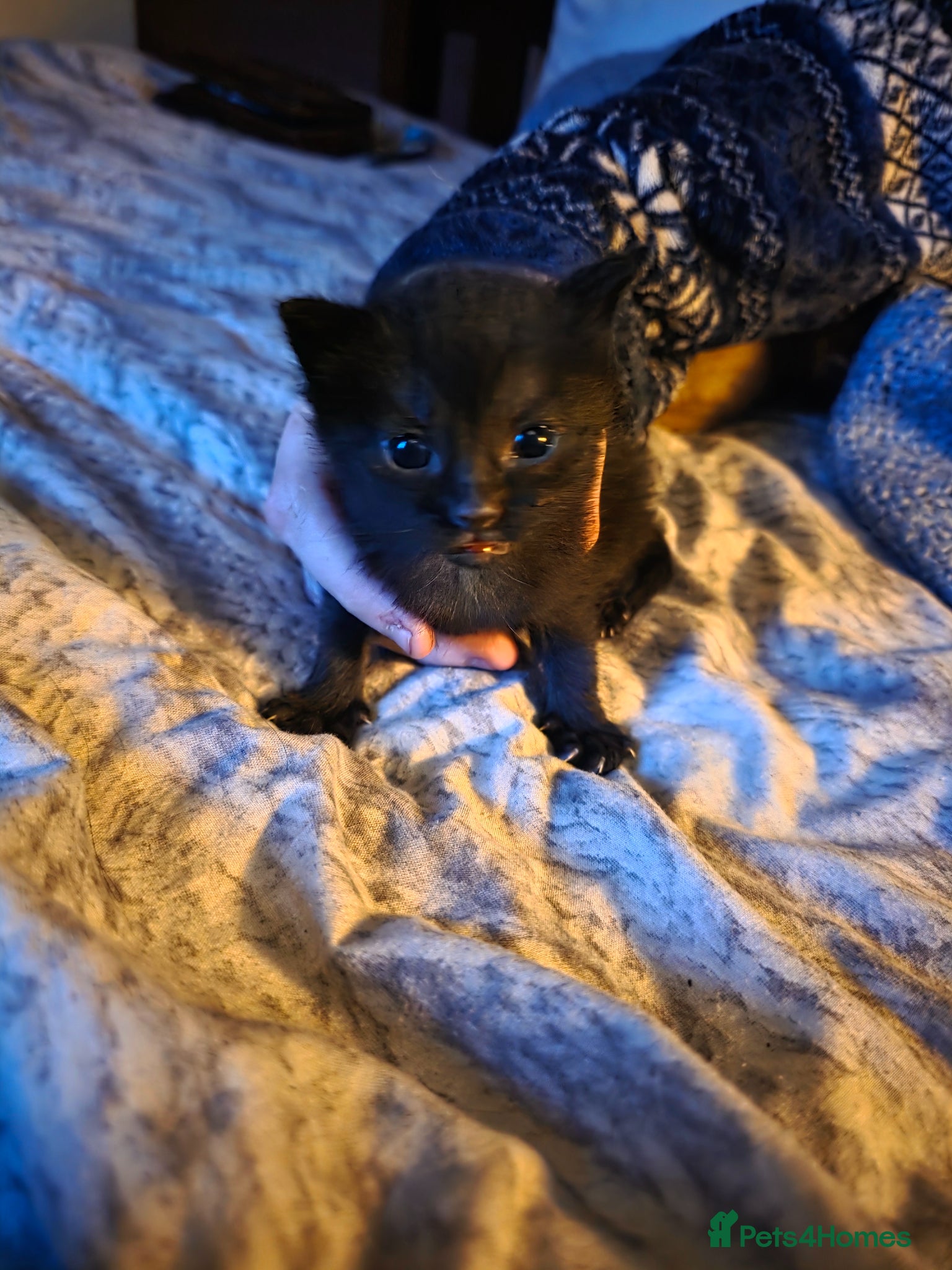 Mixed Breed cats Black kitten  - Advert 1