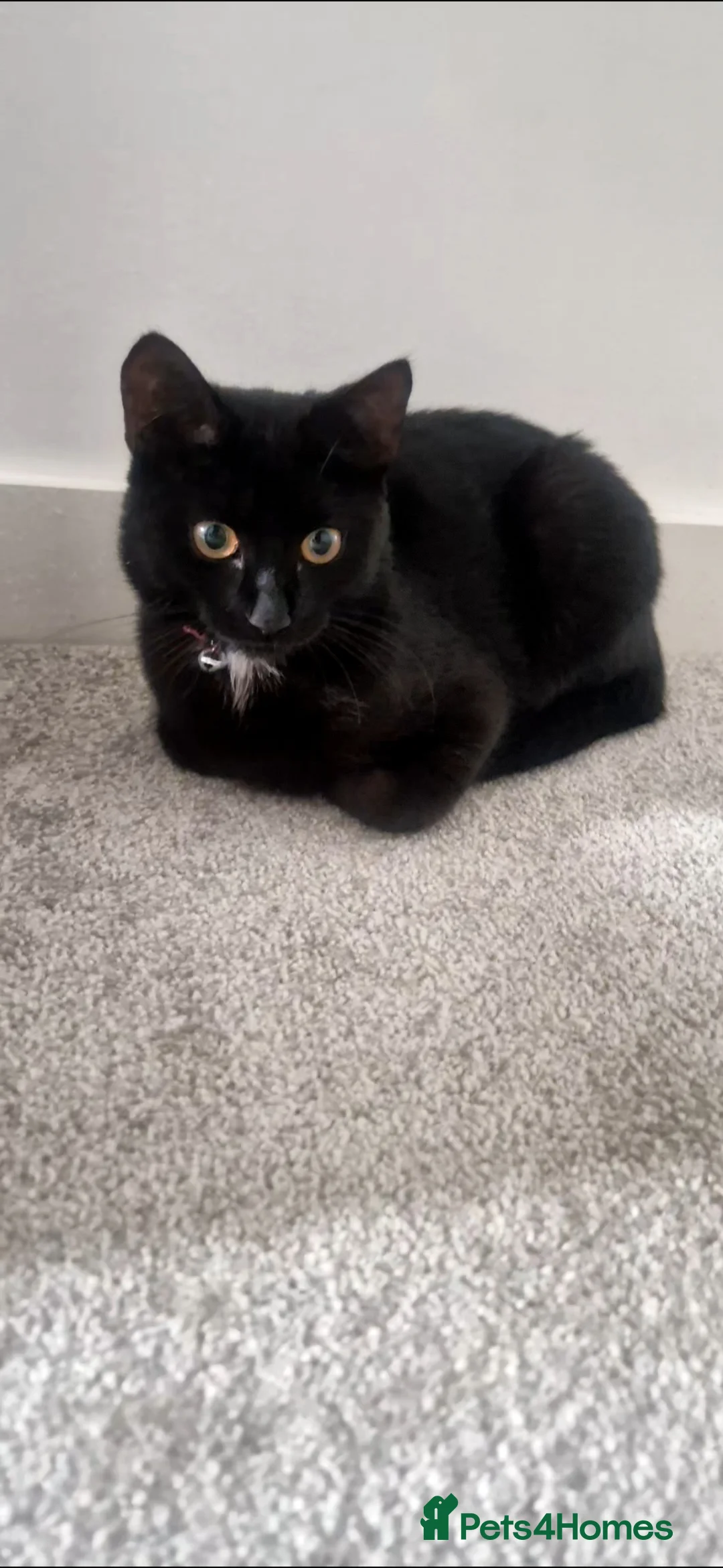 Mixed Breed cats for sale: 3 year old Luna - Advert 4