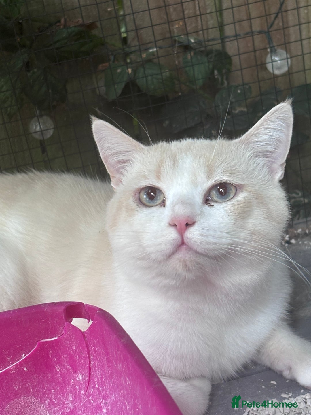 British Shorthair cats for stud: 🌟✨Beautiful Cream Point Boy ✨🌟 - Image 1