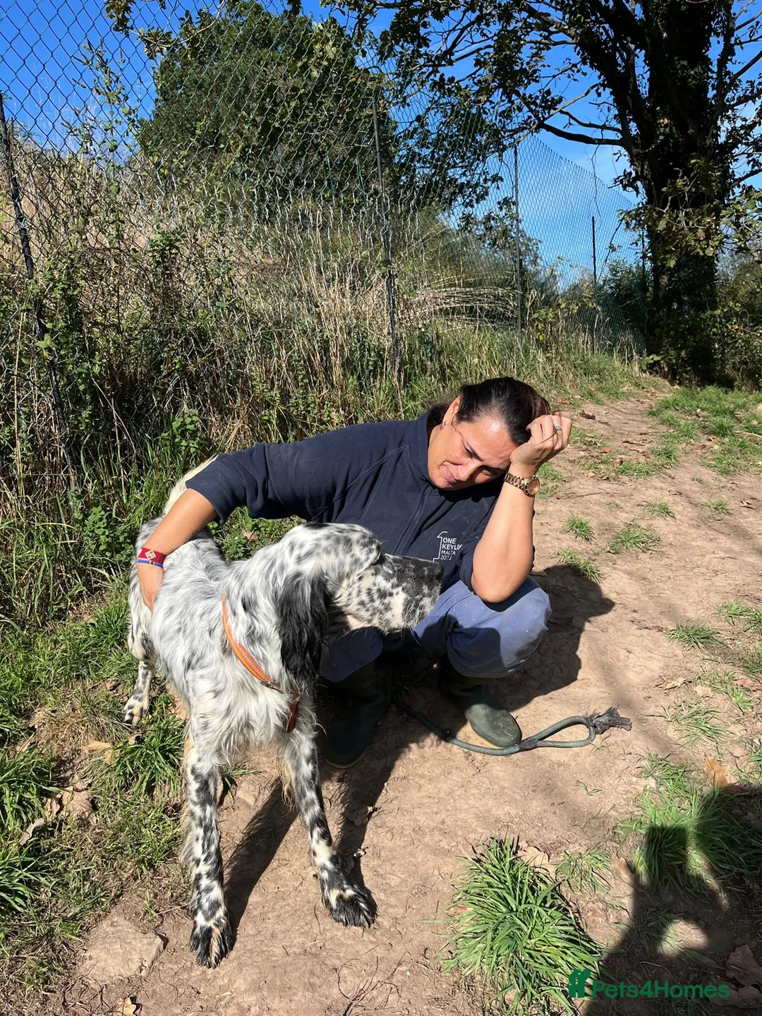 English Setter dogs for adoption: Nahi  - Advert 9