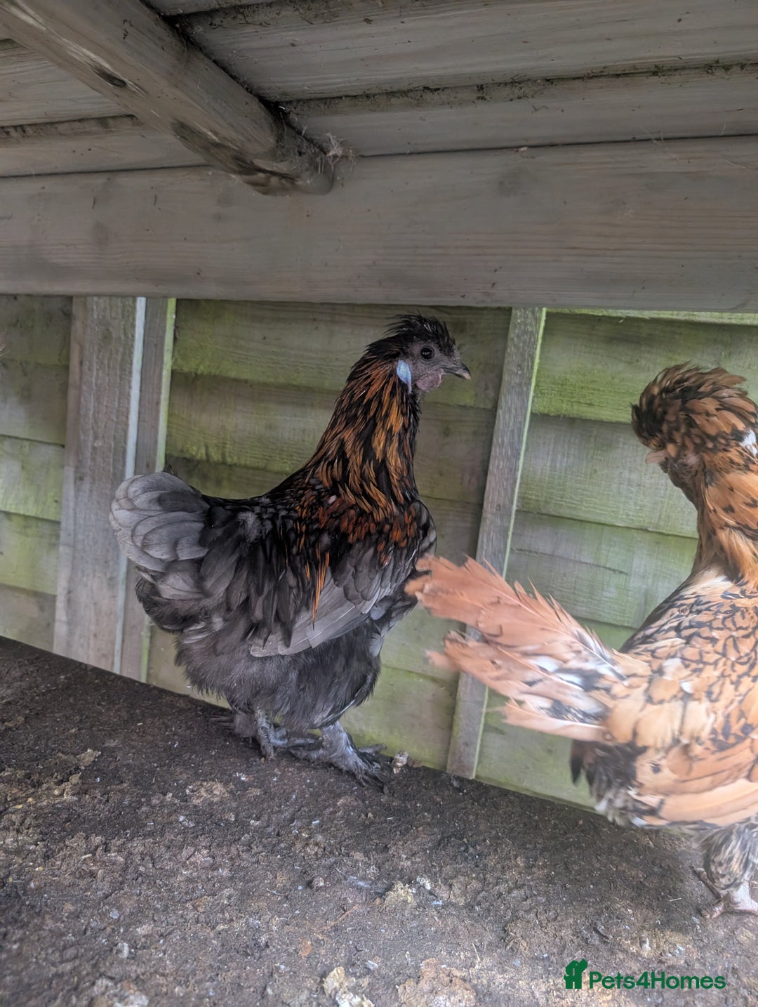 Chickens poultry for sale: Gorgeous rooster - Advert 1